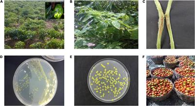 Bacterial Spot of Tomato and Pepper in Africa: Diversity, Emergence of T5 Race, and Management